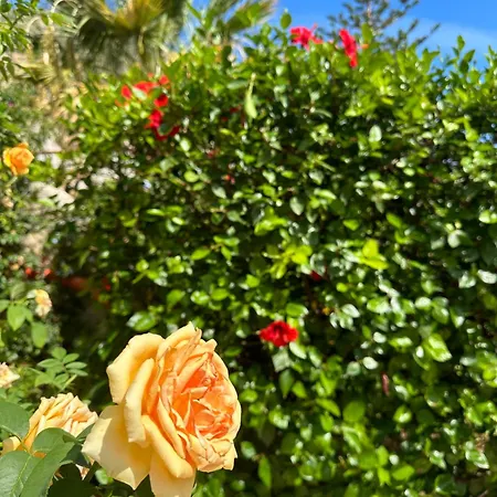 Дом отдыха Rosa's House