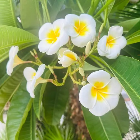 Дом отдыха Rosa's House *