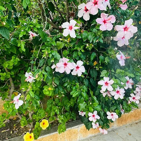 Rosa's House Дом отдыха